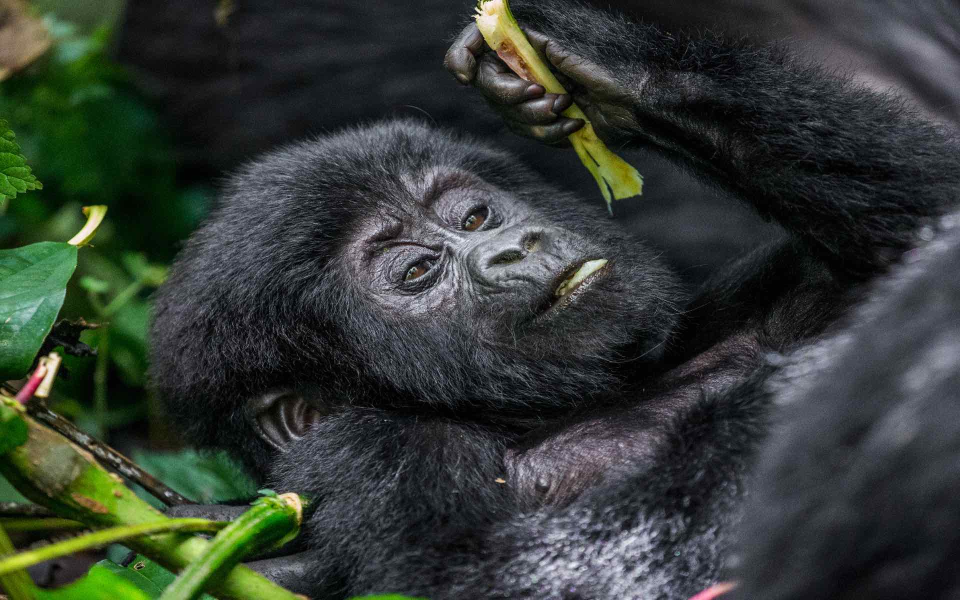 Get up close and personal with wild mountain gorillas in Rwanda
