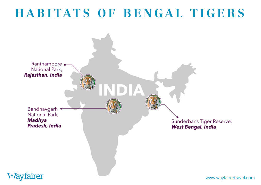 Infographic of where to see Tigers in India