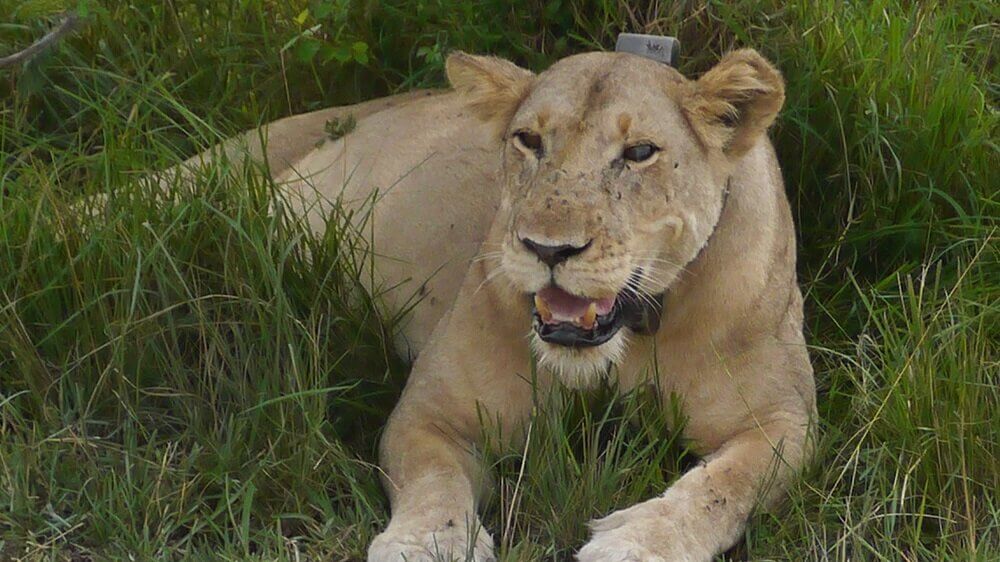 Lioness in Ishasha Uganda