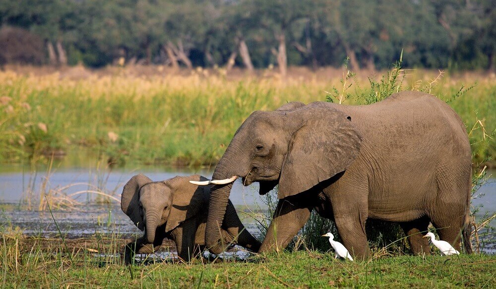 Elephant with baby along the river near Victoria Falls
