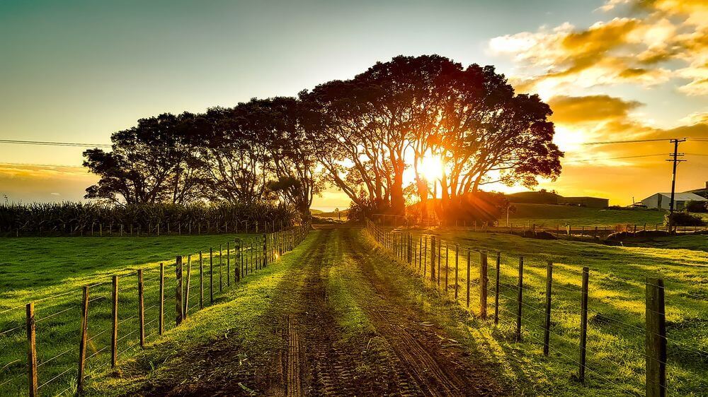 grassy road through rural New Zealand at sunset