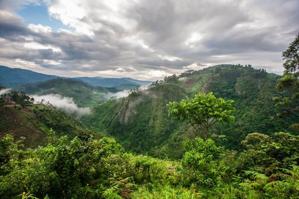 view over the dense green forests and mountains of bwindi impenetrable national park, uganda