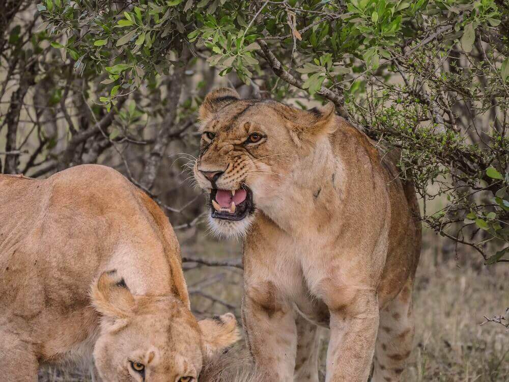 Lioness roar on the Masai Mara in Kenya