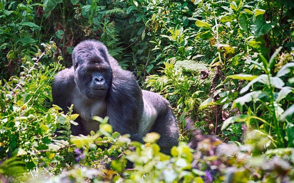 Mountain gorilla in Volcanoes National Park in Rwanda