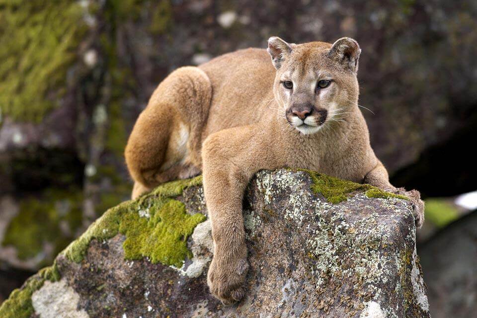 Puma (puma concolor) have been reintroduced into their natural habitat in Cotacachi Cayapas National Park, just north of Mashpi Lodge.