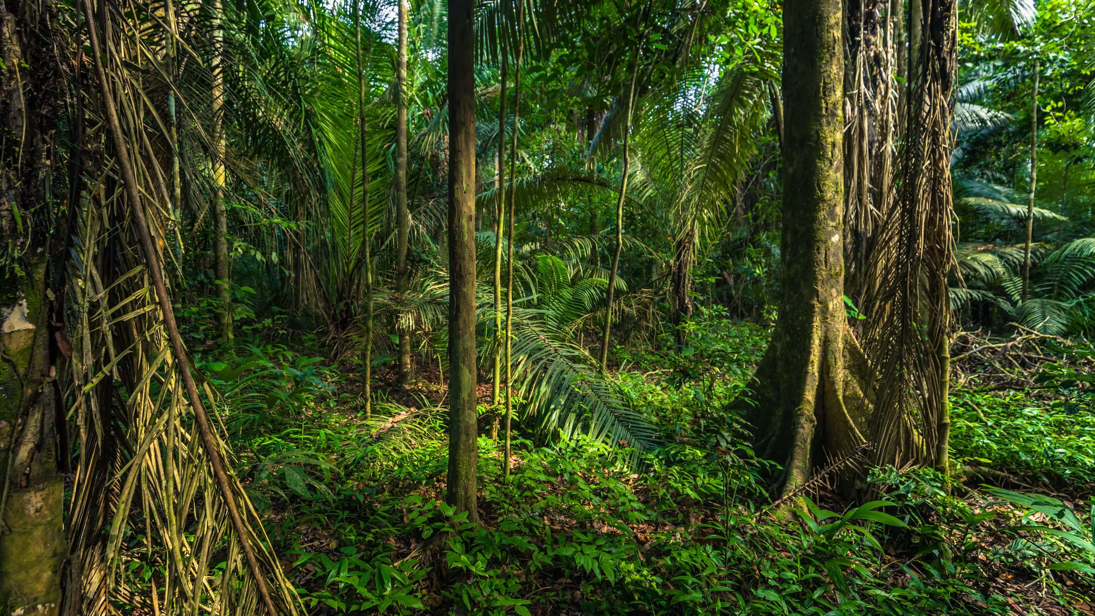 rainforestperu
