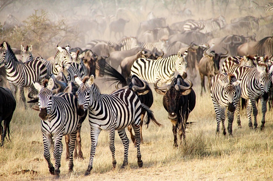 Wildebeests and zebra