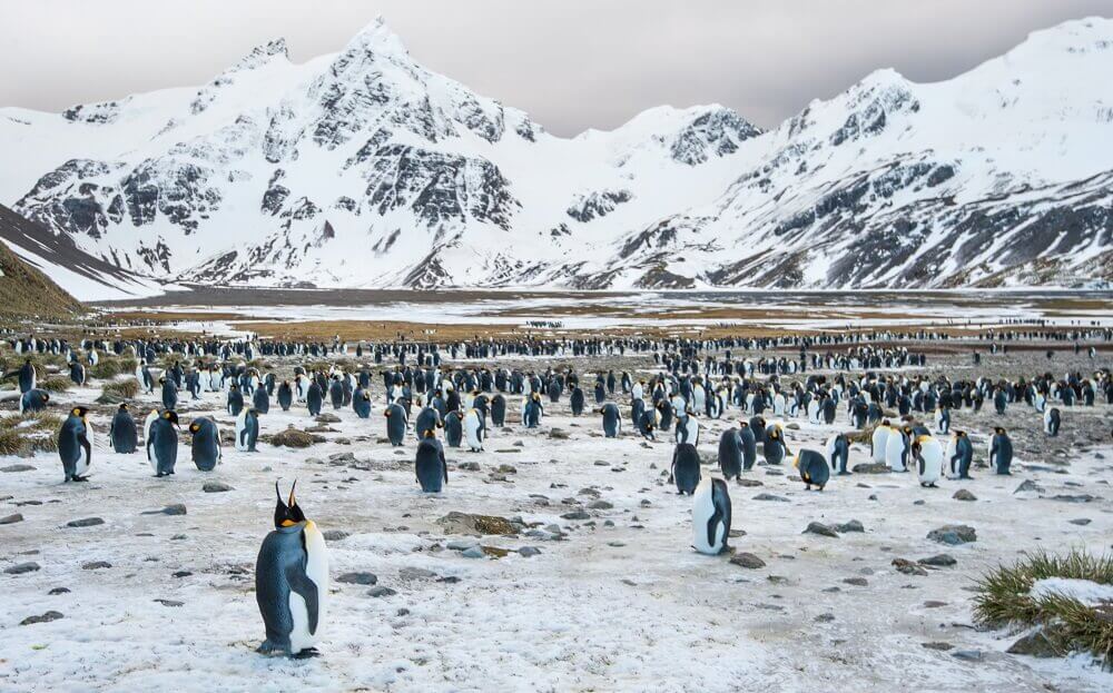 South Georgia Island penguins in Antarctica