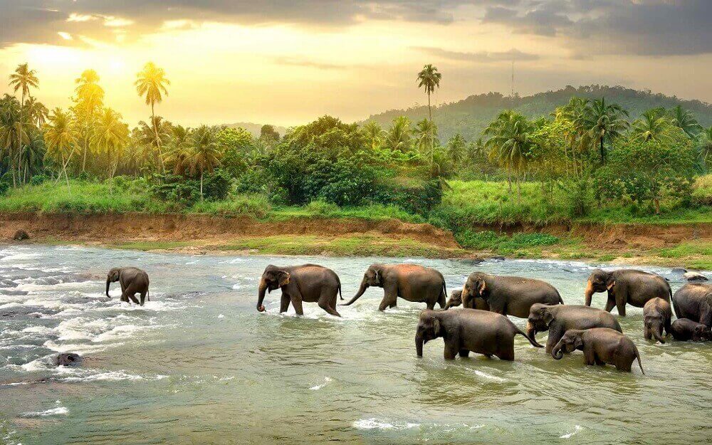 sri_lankan_elephants_in_river
