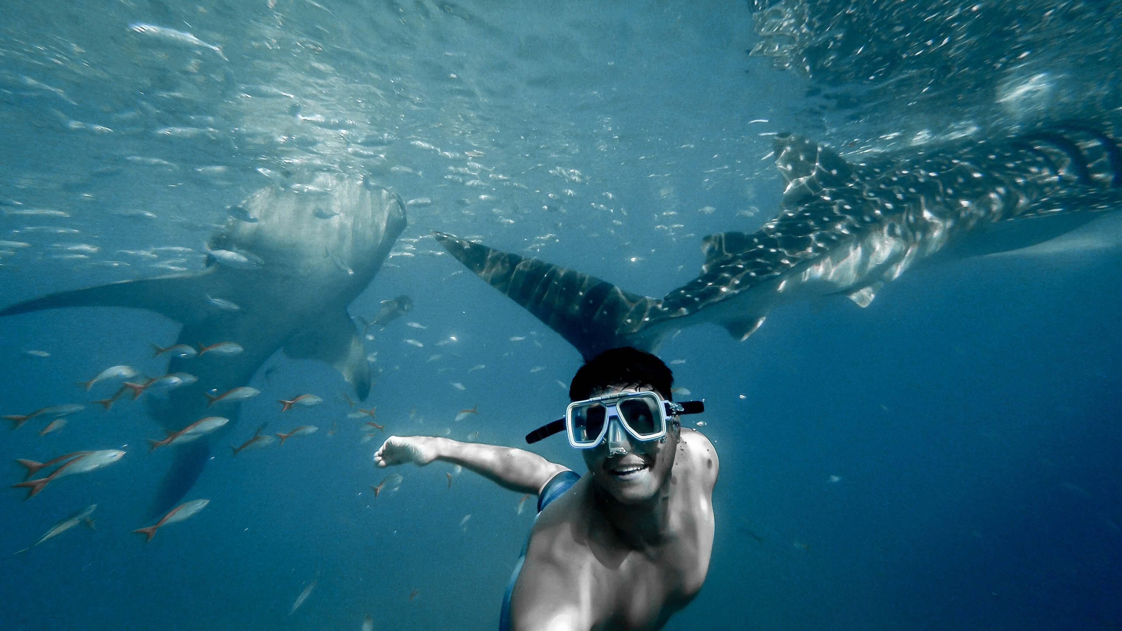 swimming_with_whale_sharks_3