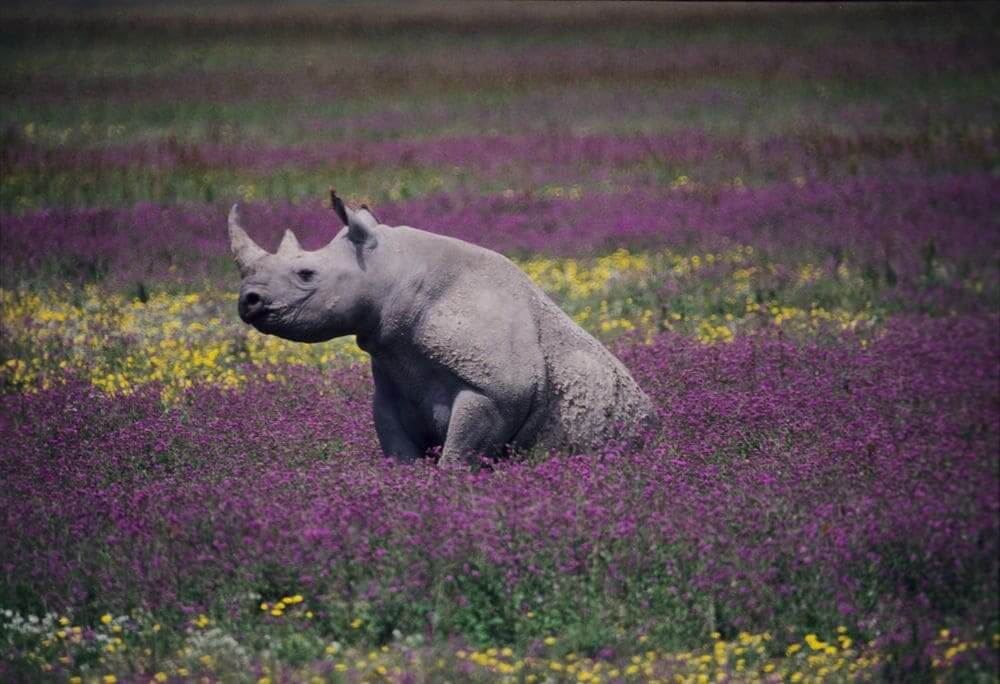 rhino sitting among wildflowers in the ngorongoro crater, tanzania