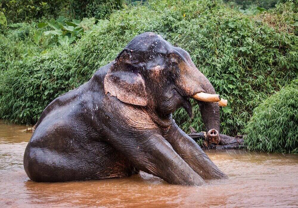 thailand_khao_sok_elephant_sanctuary