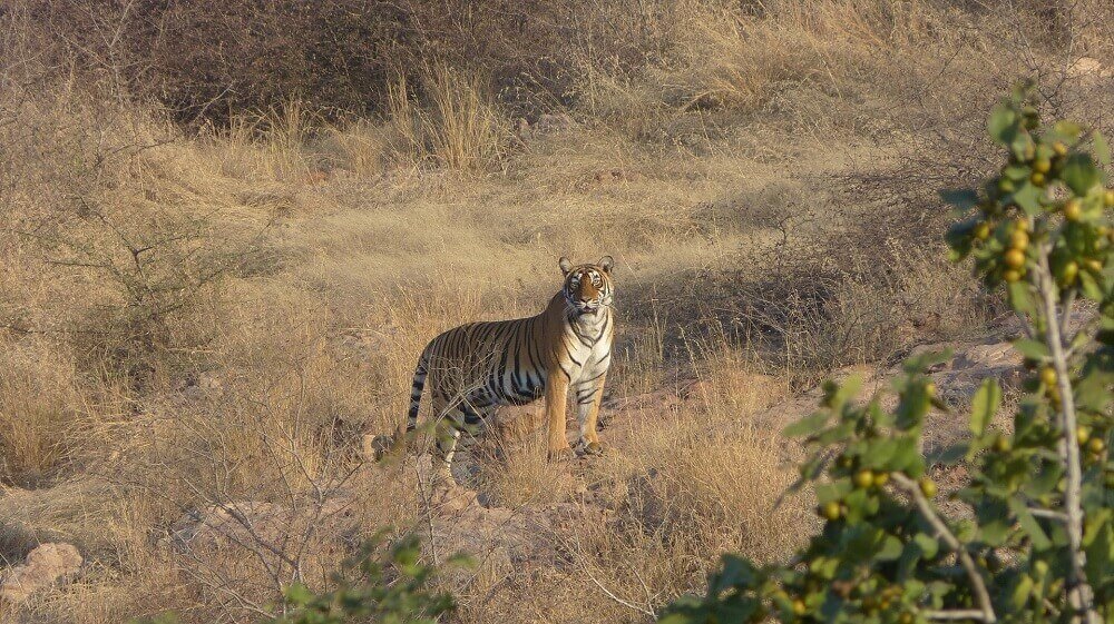 tiger_in_grass_india
