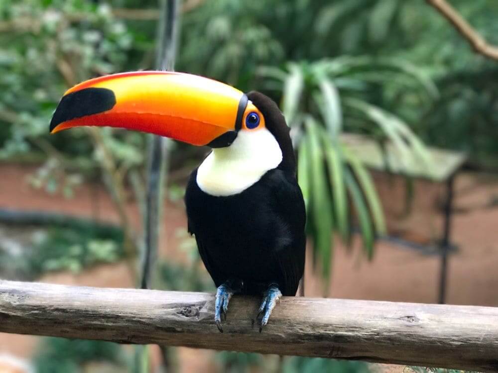 toucan perched on a tree branch argentina