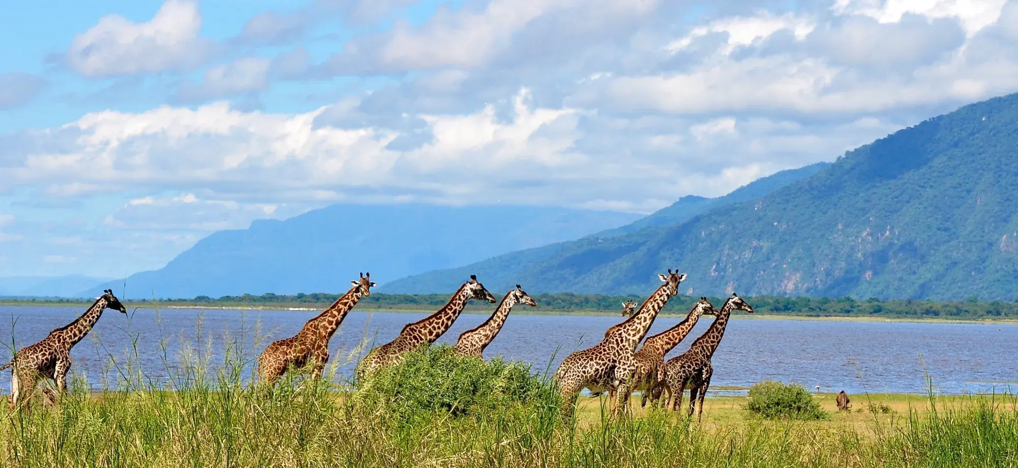 Lake_Manyara_Tanzania_giraffe_shutterstock_1117815302_kdb3he