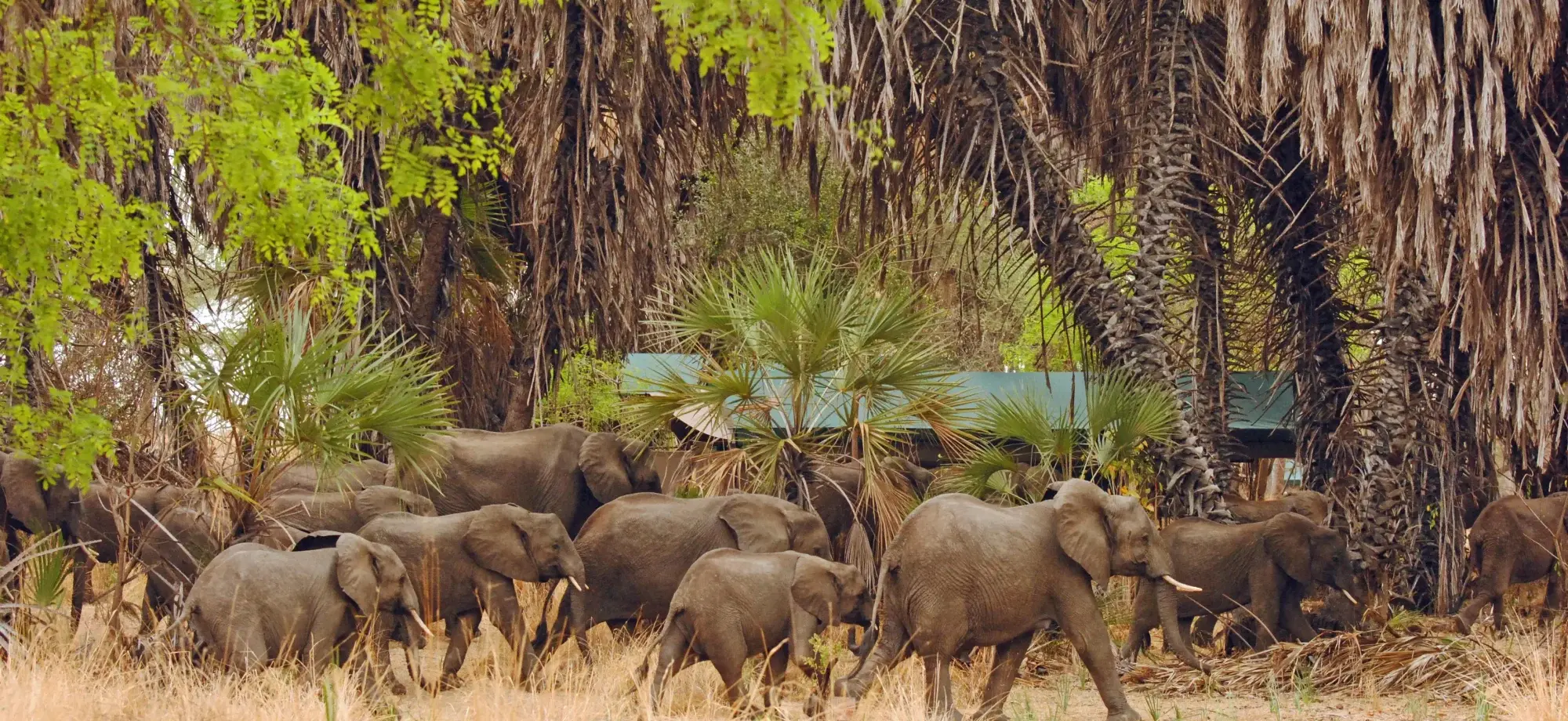 Lake_manze_camp_tanzania_elephants_in_Camp_1_qqcabu_gir5jg