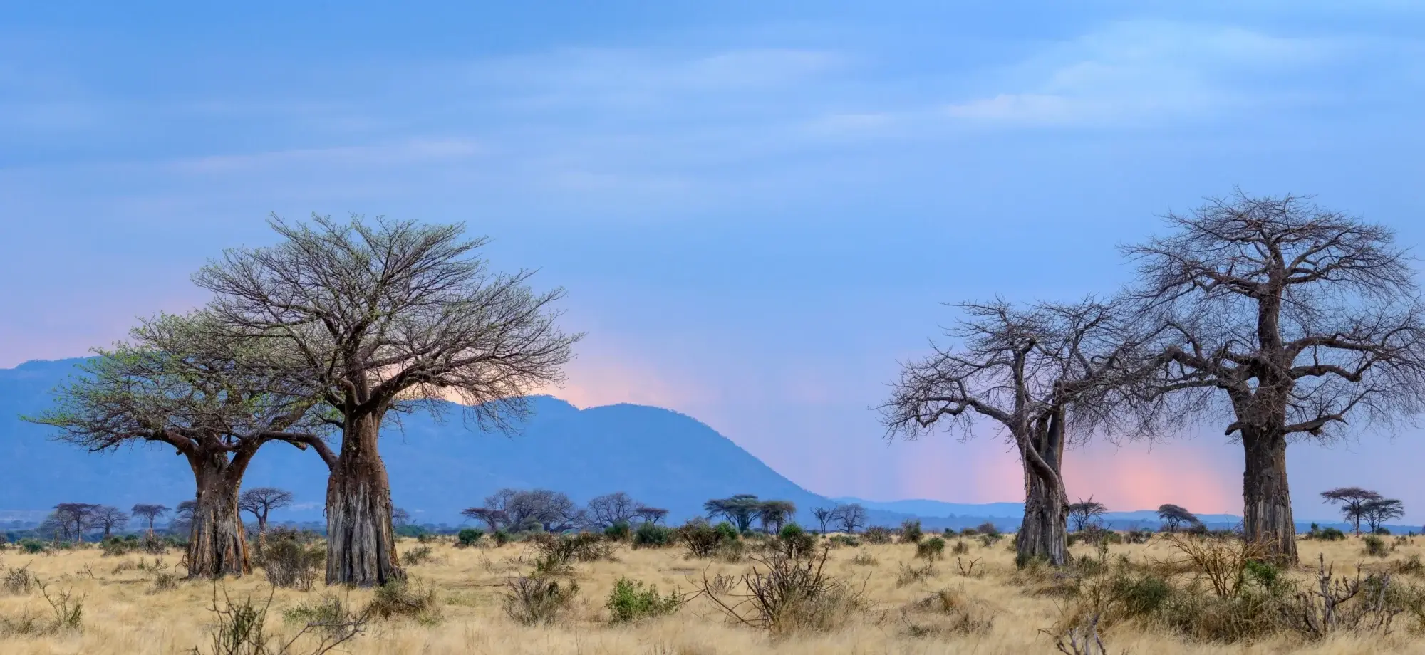 Ruaha_National_Park_Tanzania_boabab_shutterstock_2179915169_1_1_rnnbdn