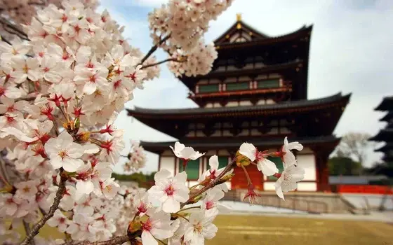 How to Enjoy Cherry Blossom Viewing in Japan