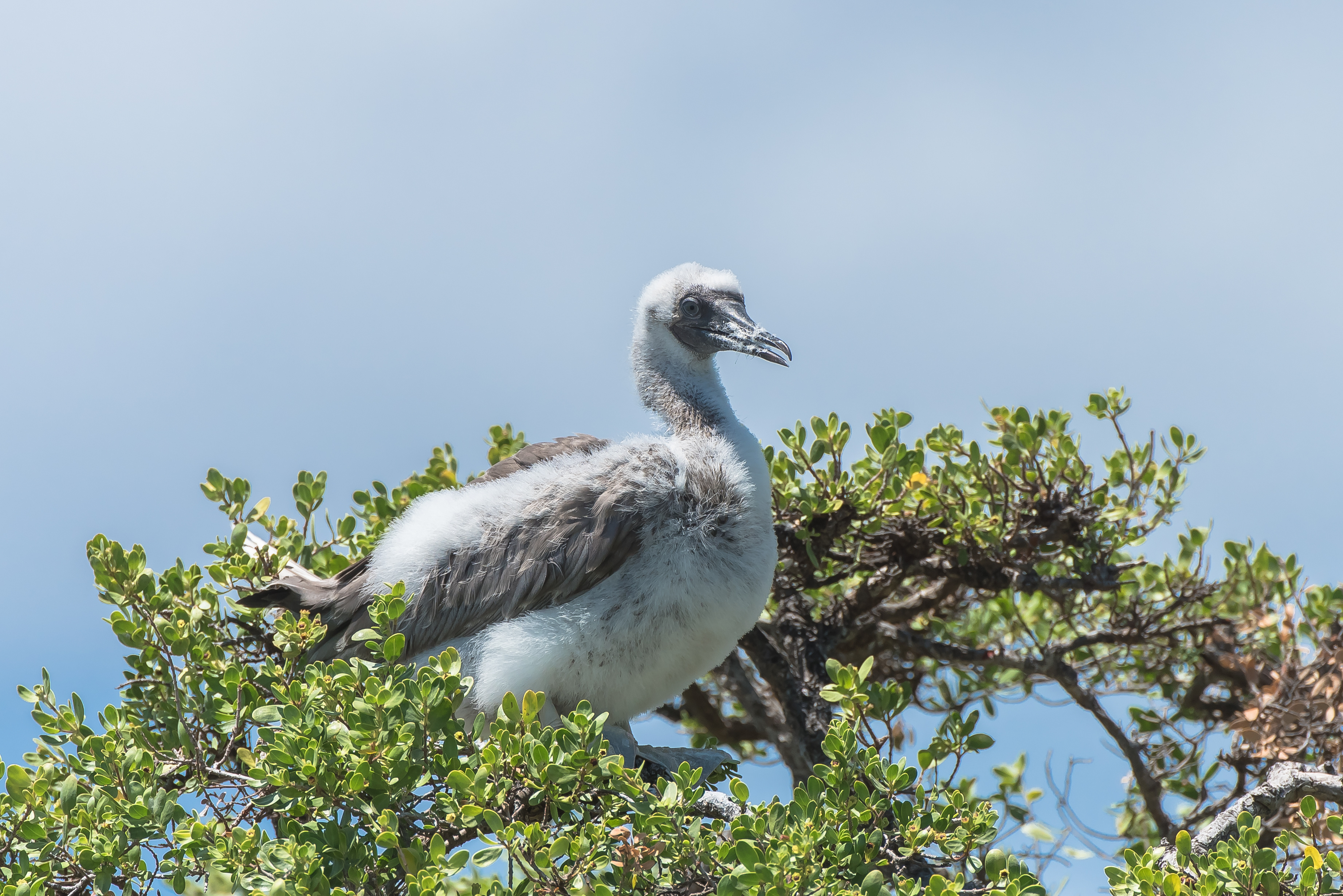 A range of birds reside on the private island of Tetiaroa.